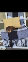Luke , a male Miniature Dachshund for sale in Montgomery, IN – 2 of 9