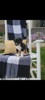 Kenny, a male Jack Russell Terrier and Rat Terrier for sale in Montgomery, IN – 4 of 7