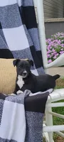 Kent, a male Jack Russell Terrier and Rat Terrier for sale in Montgomery, IN – 1 of 6