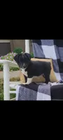 Keith, a male Jack Russell Terrier and Rat Terrier for sale in Montgomery, IN – 3 of 7