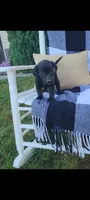 Davy, a male Rat Terrier and Labrador Retriever for sale in Montgomery, IN – 4 of 4
