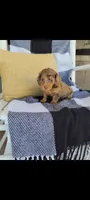 Lana, a female Miniature Dachshund for sale in Montgomery, IN – 7 of 7