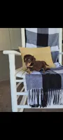 Luke , a male Miniature Dachshund for sale in Montgomery, IN – 6 of 9