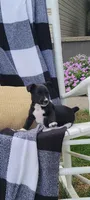 Kent, a male Jack Russell Terrier and Rat Terrier for sale in Montgomery, IN – 2 of 6