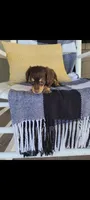 Luke , a male Miniature Dachshund for sale in Montgomery, IN – 4 of 9