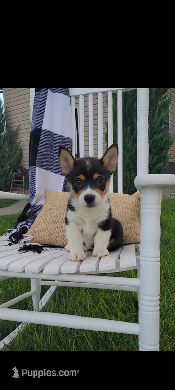 Elaine – Cardigan Welsh Corgi, Pembroke Welsh Corgi puppy for sale in Montgomery, IN