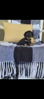 Lucy, a female Miniature Dachshund for sale in Montgomery, IN – 7 of 7