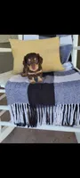 Luke , a male Miniature Dachshund for sale in Montgomery, IN – 5 of 9