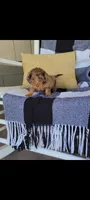 Lana, a female Miniature Dachshund for sale in Montgomery, IN – 5 of 7