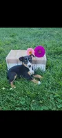 Timmy, a male Jack Russell Terrier and Rat Terrier for sale in Montgomery, IN – 2 of 3