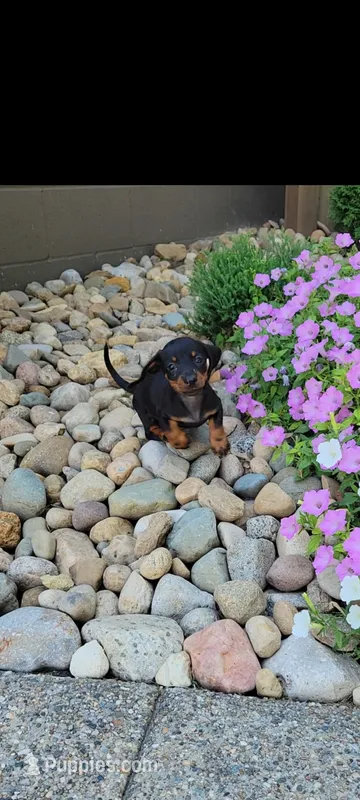 Dominic  – Miniature Dachshund puppy for sale in Montgomery, IN