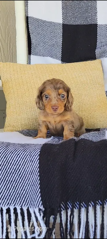 Lana – Miniature Dachshund puppy for sale in Montgomery, IN