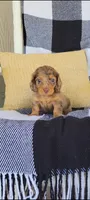 Lana, a female Miniature Dachshund for sale in Montgomery, IN – 1 of 7