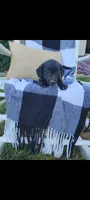 Duke, a male Rat Terrier and Labrador Retriever for sale in Montgomery, IN – 3 of 3