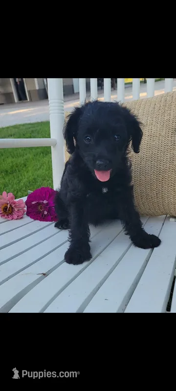 Addy – Jack Russell Terrier, Poodle - Miniature  puppy for sale in Montgomery, IN