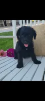 Addy, a female Jack Russell Terrier and Poodle - Miniature  for sale in Montgomery, IN – 1 of 3