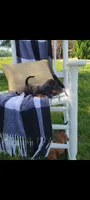 Dominic , a male Miniature Dachshund for sale in Montgomery, IN – 2 of 6