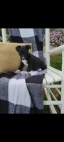Kent, a male Jack Russell Terrier and Rat Terrier for sale in Montgomery, IN – 3 of 6