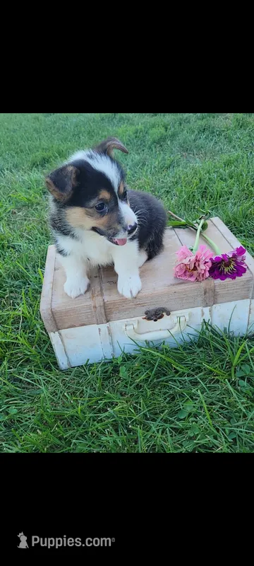 Eldon – Cardigan Welsh Corgi, Pembroke Welsh Corgi puppy for sale in Montgomery, IN