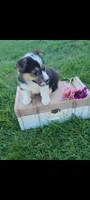 Eldon, a male Cardigan Welsh Corgi and Pembroke Welsh Corgi for sale in Montgomery, IN – 1 of 3