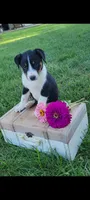 Tommy, a male Jack Russell Terrier and Rat Terrier for sale in Montgomery, IN – 3 of 3