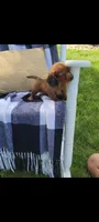 Daisy, a female Miniature Dachshund for sale in Montgomery, IN – 7 of 8
