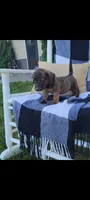 Dolly, a female Rat Terrier and Labrador Retriever for sale in Montgomery, IN – 3 of 6