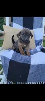 Darla , a female Rat Terrier and Labrador Retriever for sale in Montgomery, IN – 8 of 10
