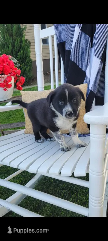 Timmy – Border Collie puppy for sale in Montgomery, IN