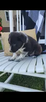 Timmy, a male Border Collie for sale in Montgomery, IN – Photo 3 of 3