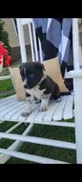 Timmy, a male Border Collie for sale in Montgomery, IN – Photo 2 of 3