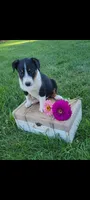 Tommy, a male Jack Russell Terrier and Rat Terrier for sale in Montgomery, IN – 2 of 3