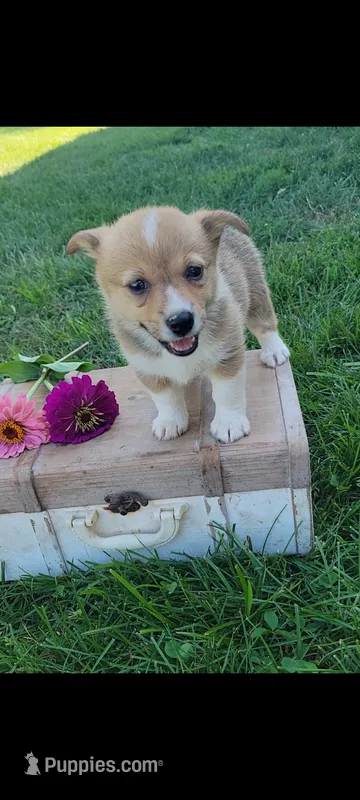 Ellie – Cardigan Welsh Corgi, Pembroke Welsh Corgi puppy for sale in Montgomery, IN