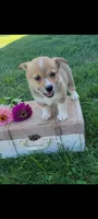 Ellie, a female Cardigan Welsh Corgi and Pembroke Welsh Corgi for sale in Montgomery, IN – 1 of 3