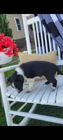 Princess, a female Border Collie for sale in Montgomery, IN – Photo 3 of 3