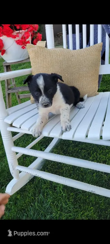 Princess – Border Collie puppy for sale in Montgomery, IN