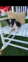 Princess, a female Border Collie for sale in Montgomery, IN – Photo 1 of 3