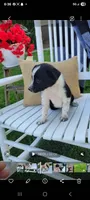 Princess, a female Border Collie for sale in Montgomery, IN – Photo 2 of 3