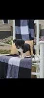 Kenny, a male Jack Russell Terrier and Rat Terrier for sale in Montgomery, IN – 2 of 7