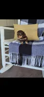 Luke , a male Miniature Dachshund for sale in Montgomery, IN – 3 of 9