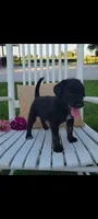 Amber, a female Jack Russell Terrier and Poodle - Miniature  for sale in Montgomery, IN – 2 of 3