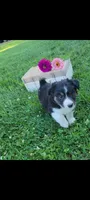 Teddy, a male Jack Russell Terrier and Rat Terrier for sale in Montgomery, IN – 2 of 3