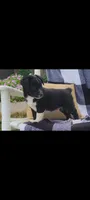 Keith, a male Jack Russell Terrier and Rat Terrier for sale in Montgomery, IN – 2 of 7