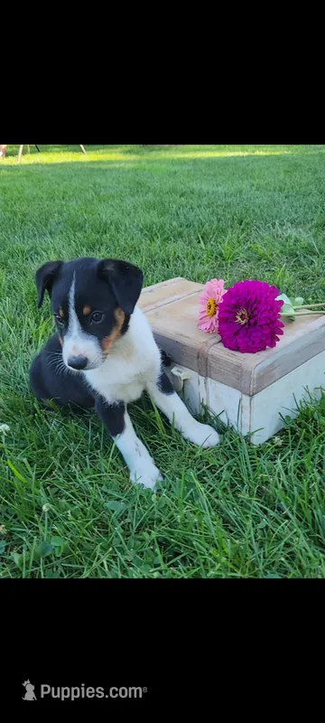 Tommy – Jack Russell Terrier, Rat Terrier puppy on hold in Montgomery, IN