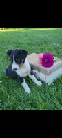 Tommy, a male Jack Russell Terrier and Rat Terrier for sale in Montgomery, IN – 1 of 3
