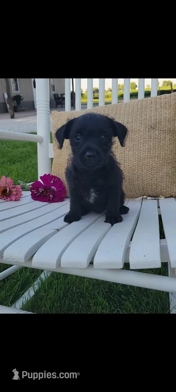 Ava – Jack Russell Terrier, Poodle - Miniature  puppy for sale in Montgomery, IN