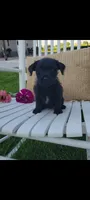 Ava, a female Jack Russell Terrier and Poodle - Miniature  for sale in Montgomery, IN – 1 of 2