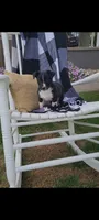 Kale, a male Jack Russell Terrier and Rat Terrier for sale in Montgomery, IN – 4 of 4