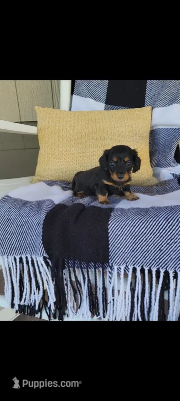 Lucy – Miniature Dachshund puppy for sale in Montgomery, IN