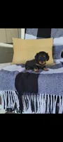 Lucy, a female Miniature Dachshund for sale in Montgomery, IN – 1 of 7